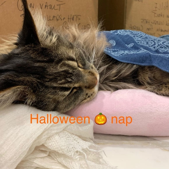 Hi! I'm Wolfie. What's your name? - Picture 14 of 17